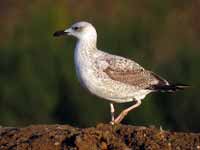 Goéland pontique Larus cachinnans