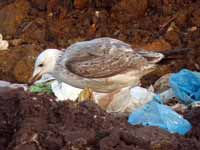 Goéland pontique Larus cachinnans