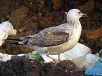 Goéland pontique Larus cachinnans