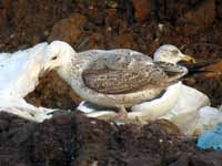 Goéland pontique Larus cachinnans