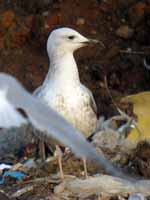 Goéland pontique Larus cachinnans