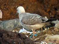 Goéland pontique Larus cachinnans