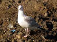 Goéland pontique Larus cachinnans