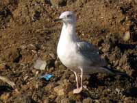 Goéland pontique Larus cachinnans