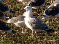 Goéland pontique Larus cachinnans