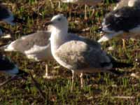 Goéland pontique Larus cachinnans