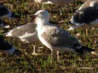 Goéland pontique Larus cachinnans