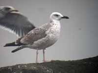 Goéland pontique Larus cachinnans