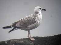 Goéland pontique Larus cachinnans