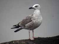 Goéland pontique Larus cachinnans