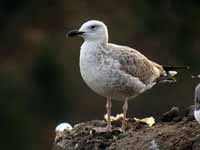 Goéland pontique Larus cachinnans