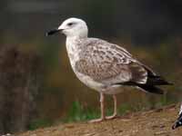 Goéland pontique Larus cachinnans