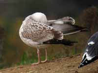 Goéland pontique Larus cachinnans