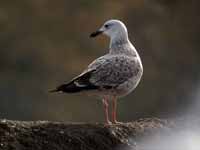 Goéland pontique Larus cachinnans