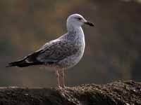 Goéland pontique Larus cachinnans