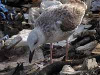 Goéland pontique Larus cachinnans