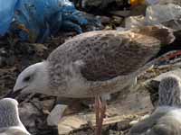 Goéland pontique Larus cachinnans