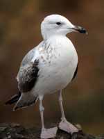 Goéland pontique Larus cachinnans