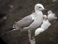 Goéland pontique Larus cachinnans