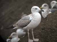 Goéland pontique Larus cachinnans