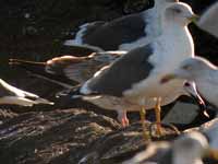 Goéland pontique Larus cachinnans