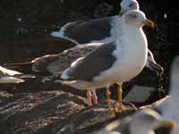 Goéland pontique Larus cachinnans