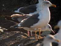 Goéland pontique Larus cachinnans