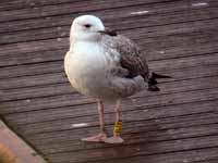 Goéland pontique Larus cachinnans