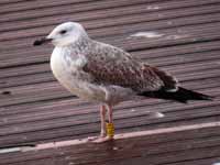 Goéland pontique Larus cachinnans