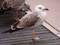 Goéland pontique Larus cachinnans