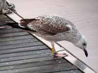 Goéland pontique Larus cachinnans