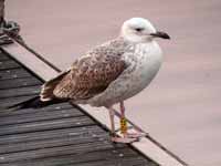 Goéland pontique Larus cachinnans