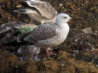 Goéland pontique Larus cachinnans