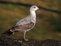 Goéland pontique Larus cachinnans