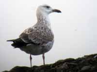 Goéland pontique Larus cachinnans