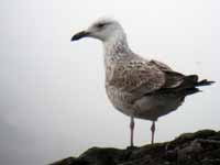 Goéland pontique Larus cachinnans