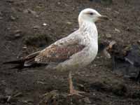 Goéland pontique Larus cachinnans