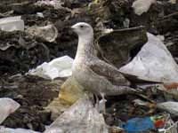 Goéland pontique Larus cachinnans