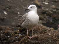 Goéland pontique Larus cachinnans