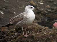 Goéland pontique Larus cachinnans