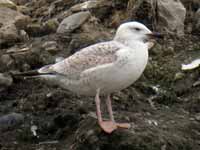 Goéland pontique Larus cachinnans