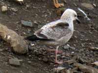 Goéland pontique Larus cachinnans