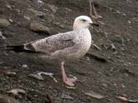 Goéland pontique Larus cachinnans