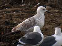 Goéland pontique Larus cachinnans