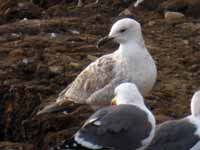 Goéland pontique Larus cachinnans