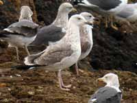 Goéland pontique Larus cachinnans