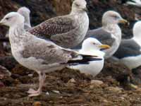 Goéland pontique Larus cachinnans