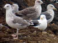 Goéland pontique Larus cachinnans