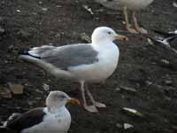 Goéland pontique Larus cachinnans