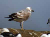 Goéland pontique Larus cachinnans